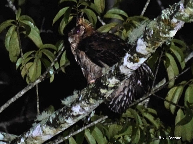 Fraser's Eagle-Owl (Usambara) - ML205476411