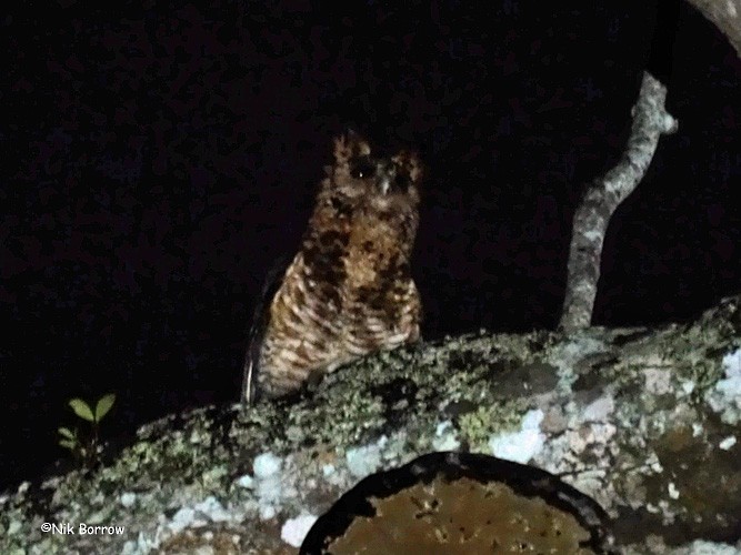 Fraser's Eagle-Owl (Usambara) - Nik Borrow