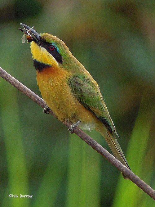 Little Bee-eater - Nik Borrow