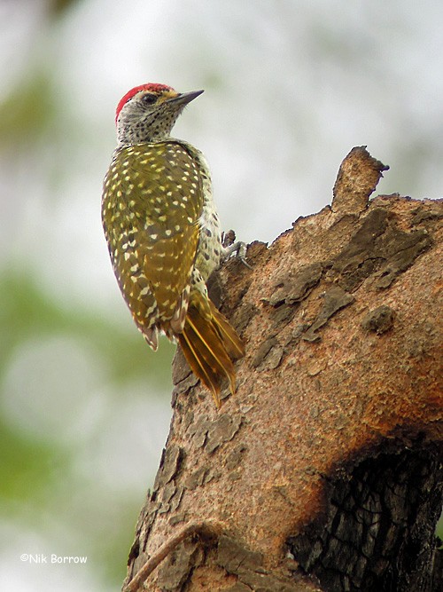 Green-backed Woodpecker (Spot-backed) - Nik Borrow