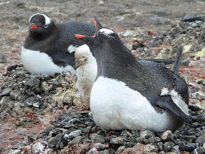 Gentoo Penguin - Nik Borrow