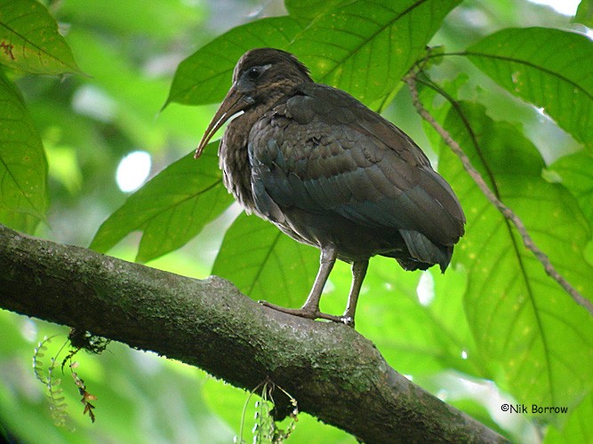 Sao Tome Ibis - Nik Borrow