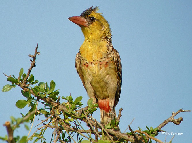 Yellow-breasted Barbet - ML205476761
