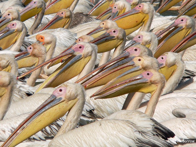 Great White Pelican - Nik Borrow