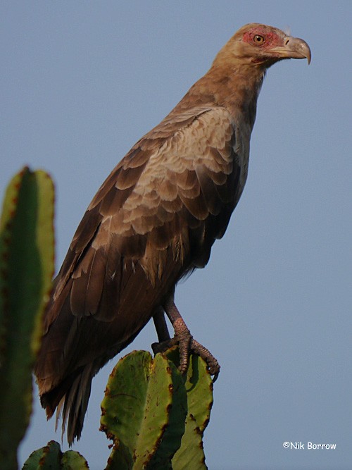 Palm-nut Vulture - Nik Borrow