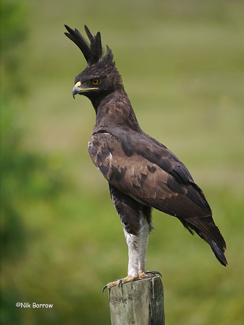 Long-crested Eagle - Nik Borrow