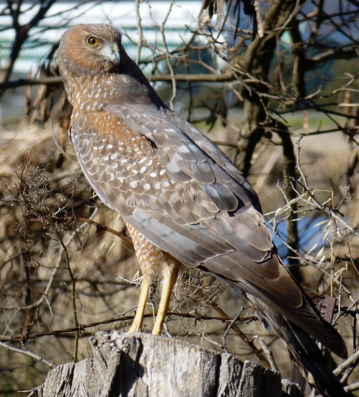 Spotted Harrier - ML205476971