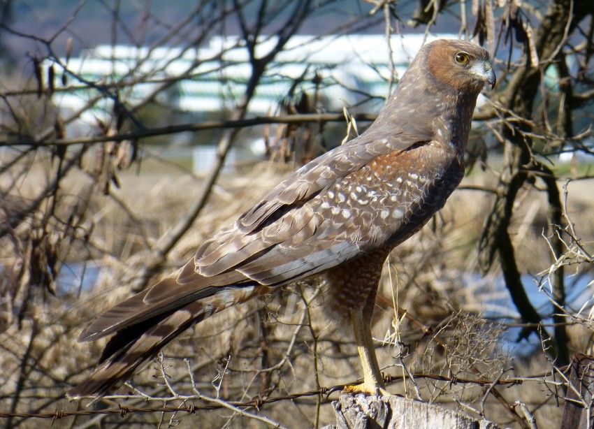 Spotted Harrier - ML205476991