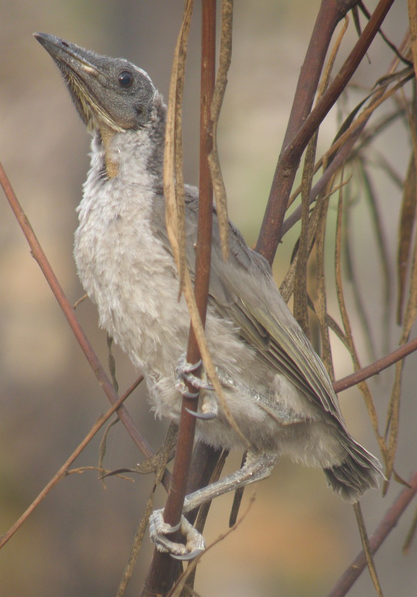 Silver-crowned Friarbird - ML205477341