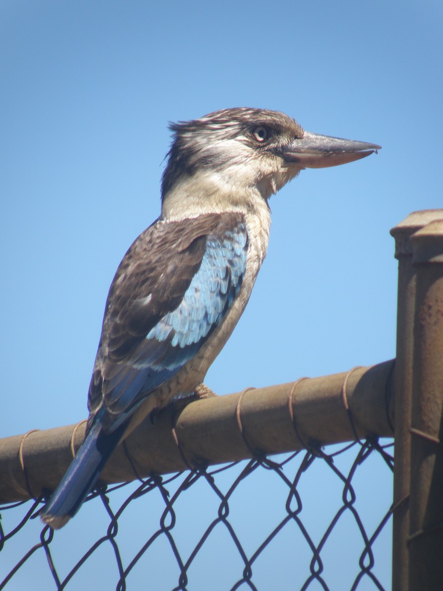Blue-winged Kookaburra - Colin Trainor