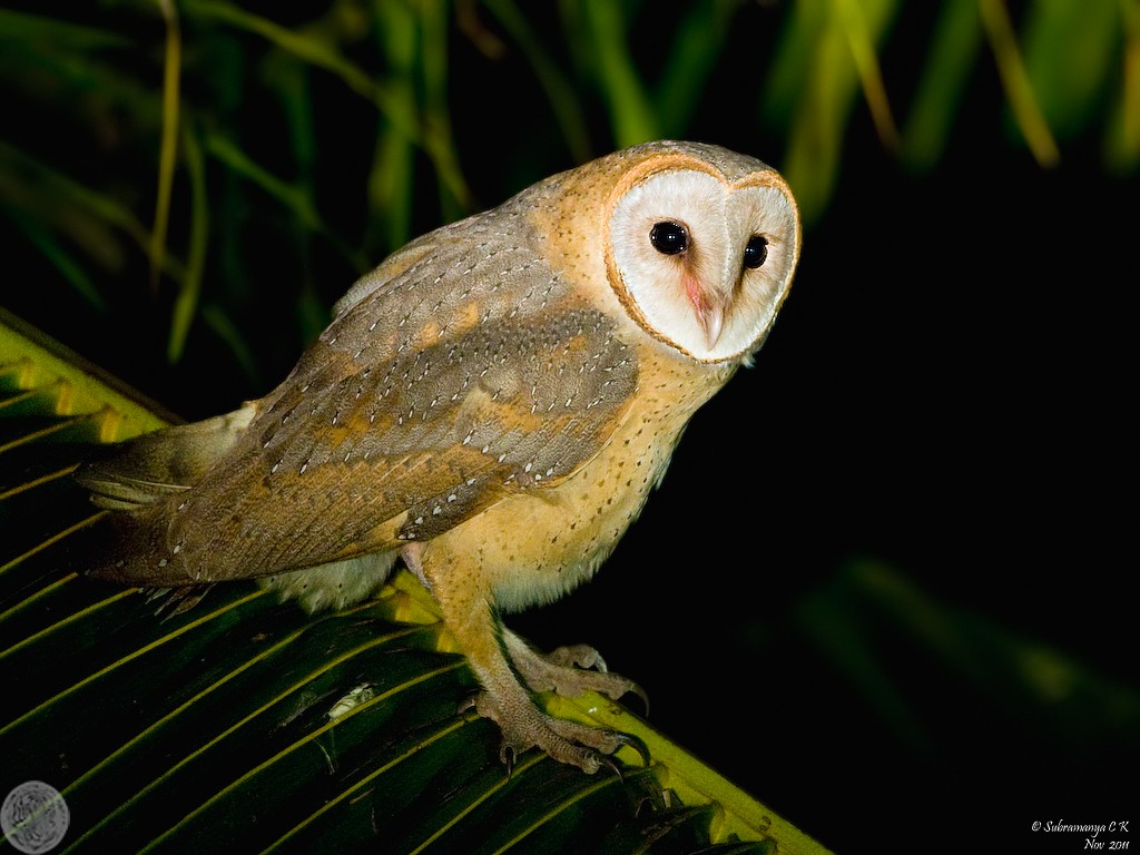 Barn Owl (Eastern) - Subramanya C K