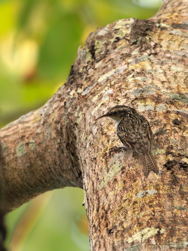 Bar-tailed Treecreeper - Subramanya C K