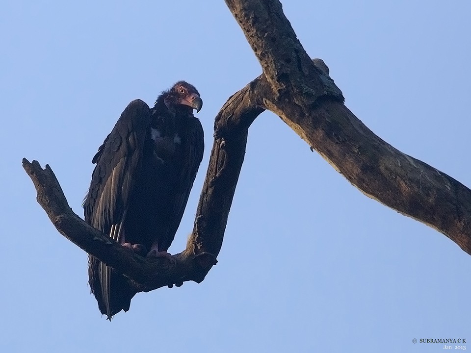 Red-headed Vulture - Subramanya C K