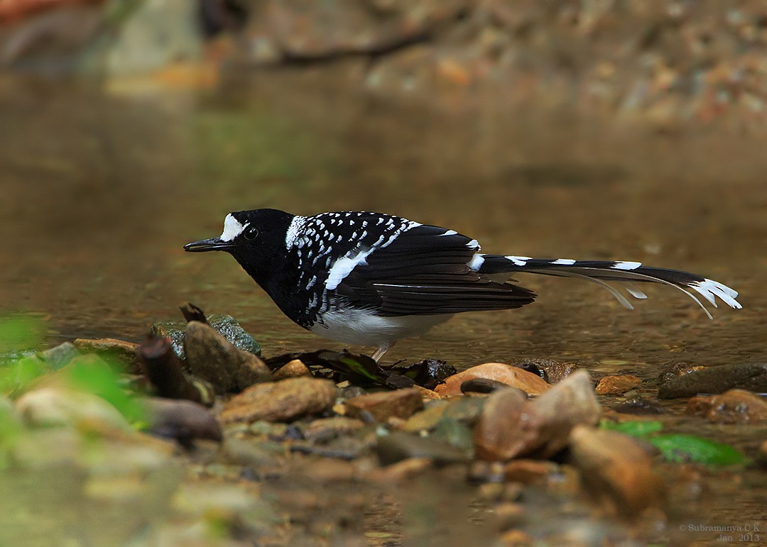 Spotted Forktail - ML205477791