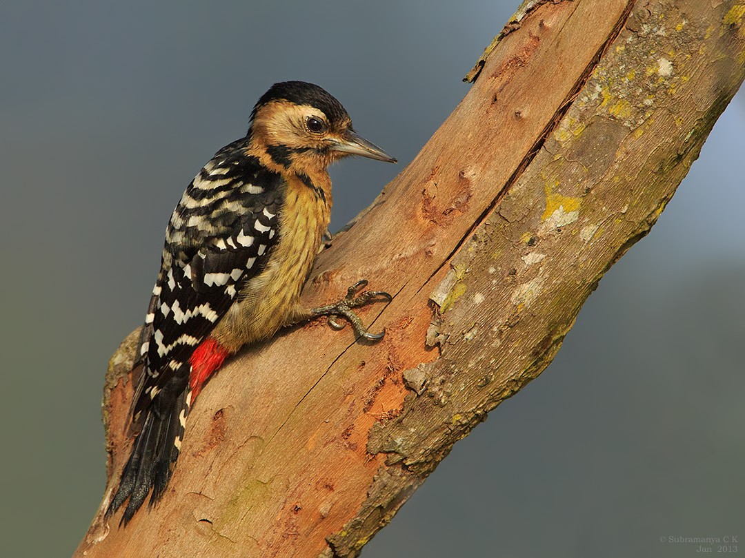 Fulvous-breasted Woodpecker - ML205477831