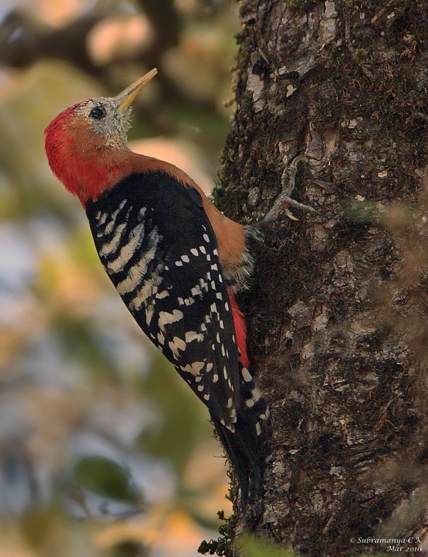 Rufous-bellied Woodpecker - Subramanya C K
