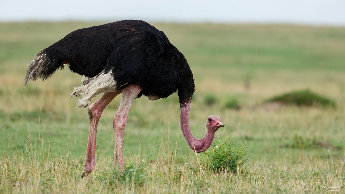 Common Ostrich - Subramanya C K