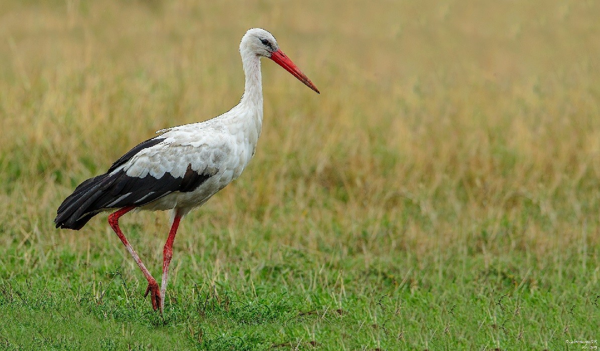 White Stork - Subramanya C K