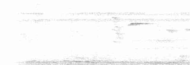Чешуйчатогрудый саблекрыл [группа cuvierii] - ML205478