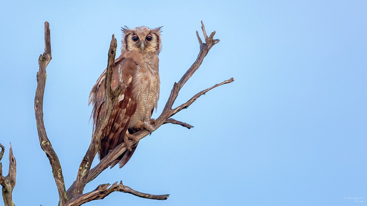 Verreaux's Eagle-Owl - Subramanya C K