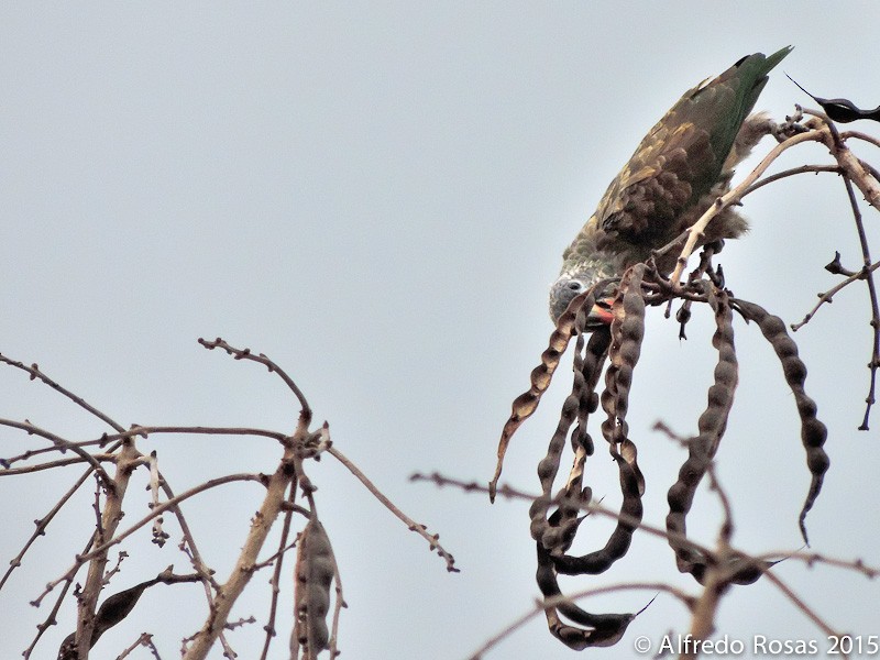 Red-billed Parrot - ML205478131