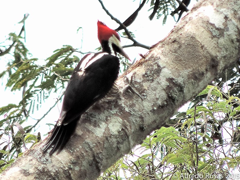 Crimson-crested Woodpecker - Alfredo Rosas