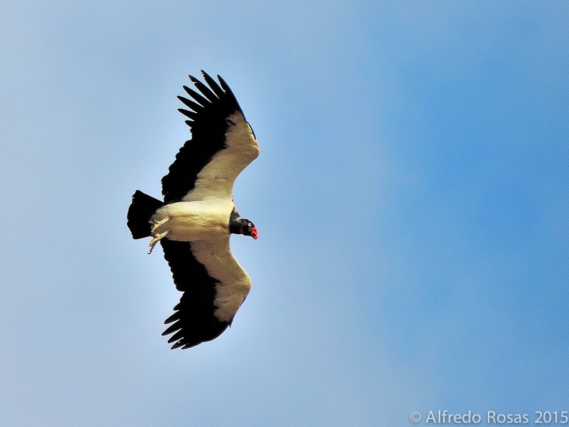 King Vulture - Alfredo Rosas
