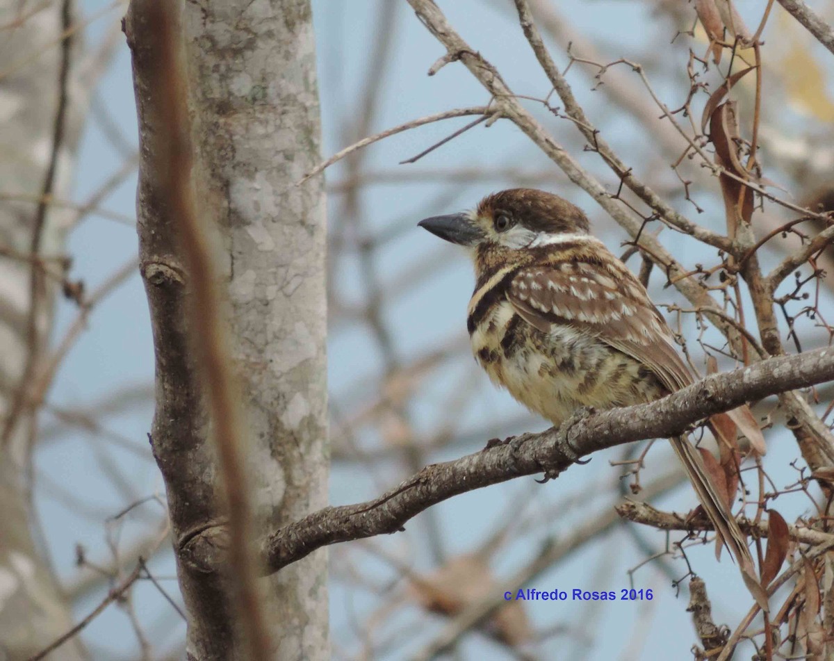 Two-banded Puffbird - ML205478611