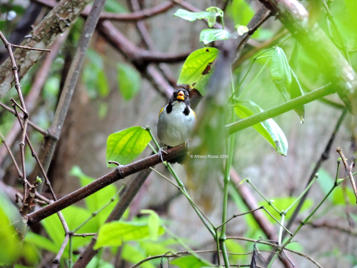 Golden-winged Sparrow - Alfredo Rosas