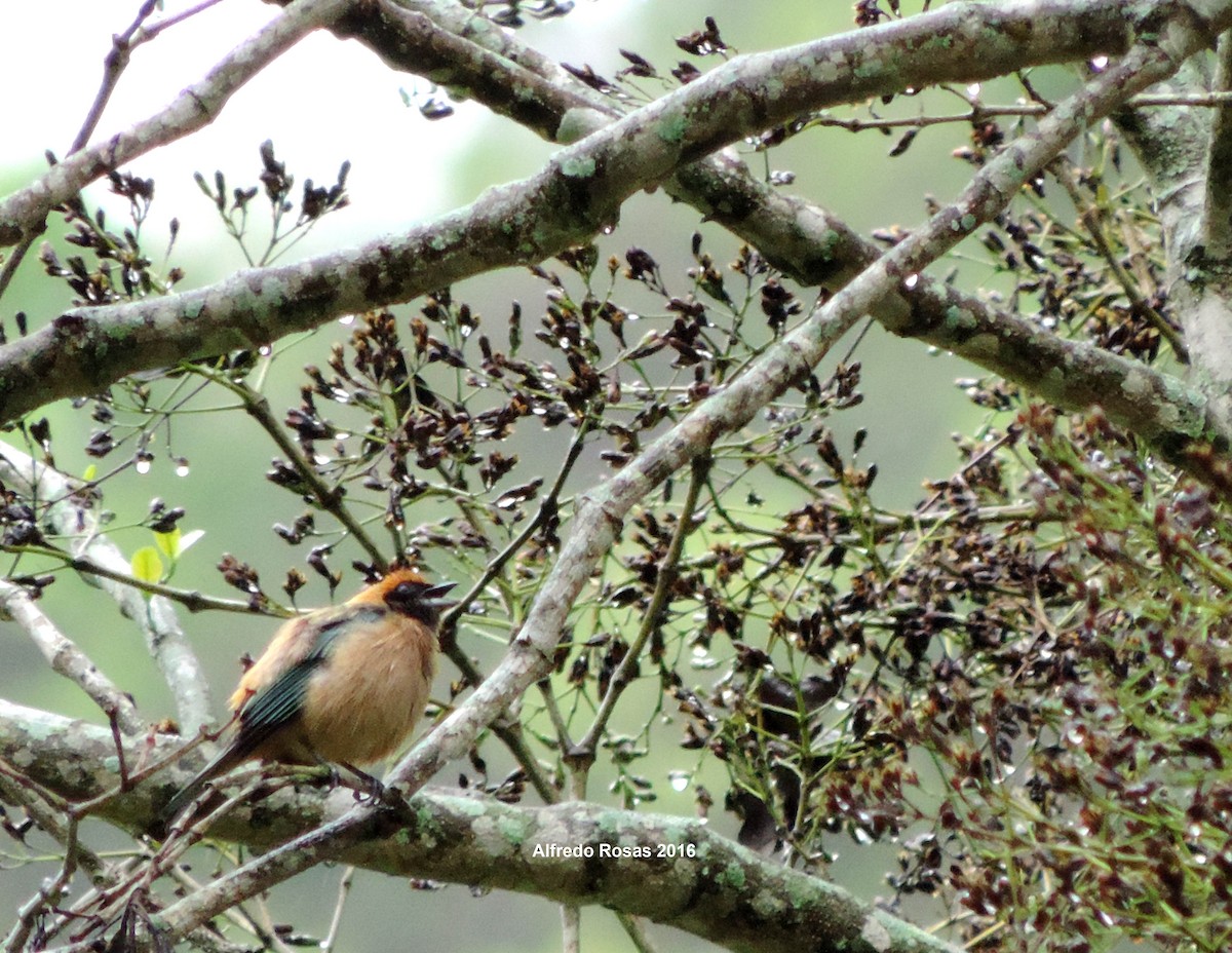 Burnished-buff Tanager (Rufous-crowned) - ML205478681