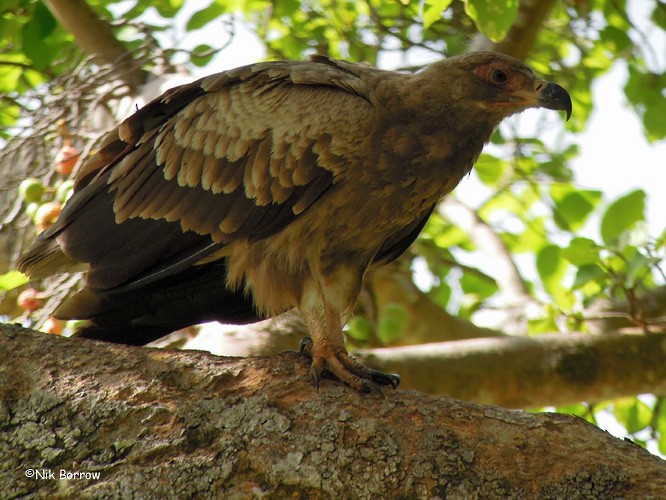 Palm-nut Vulture - Nik Borrow