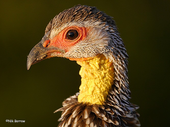 Yellow-necked Spurfowl - Nik Borrow