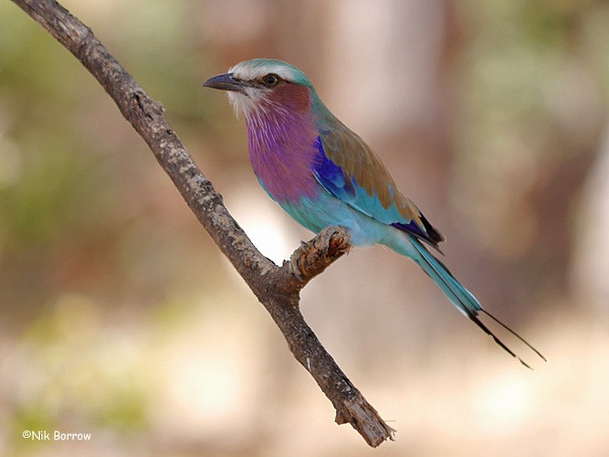 Lilac-breasted Roller (Lilac-breasted) - ML205478971