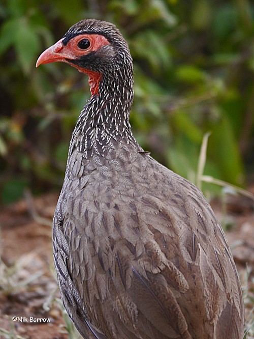 Red-necked Spurfowl (Northern) - ML205479001
