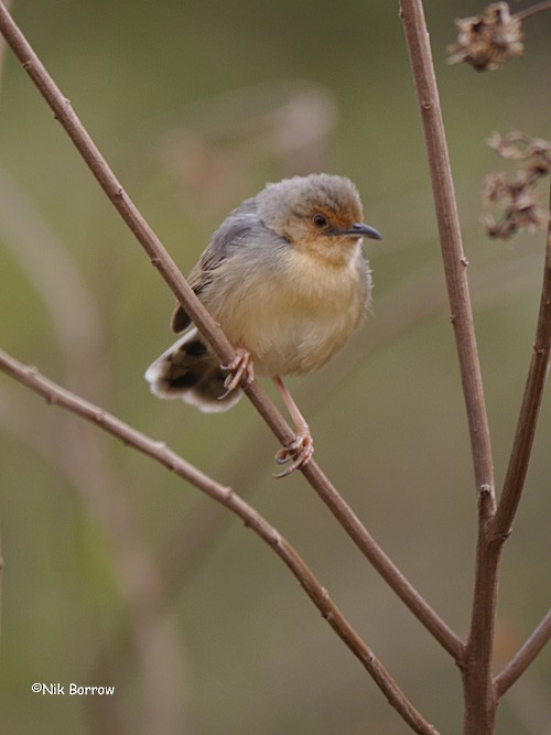 Red-faced Cisticola (Red-faced) - ML205479011