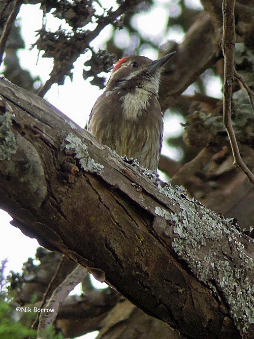 Brown-backed Woodpecker - ML205479021