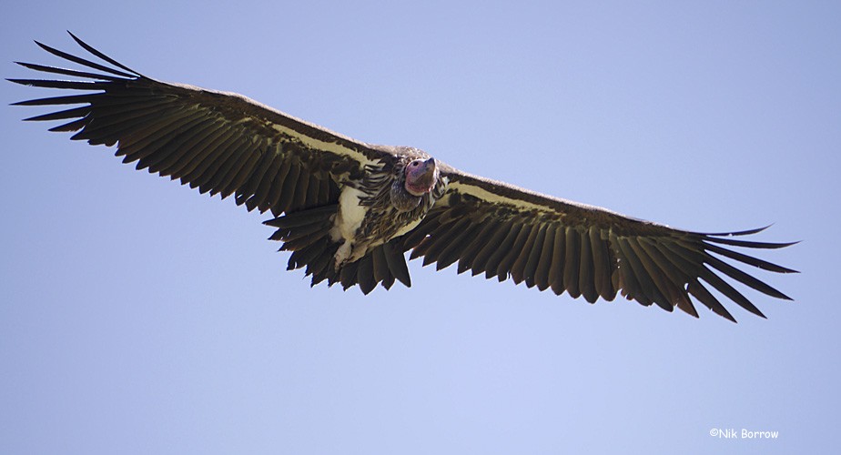 Lappet-faced Vulture - ML205479041