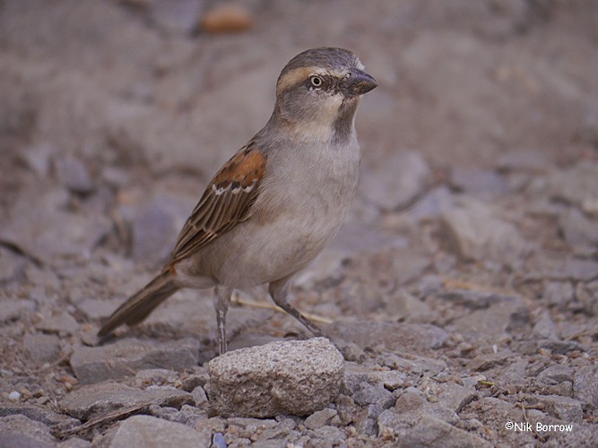 Kenya Rufous Sparrow - Nik Borrow