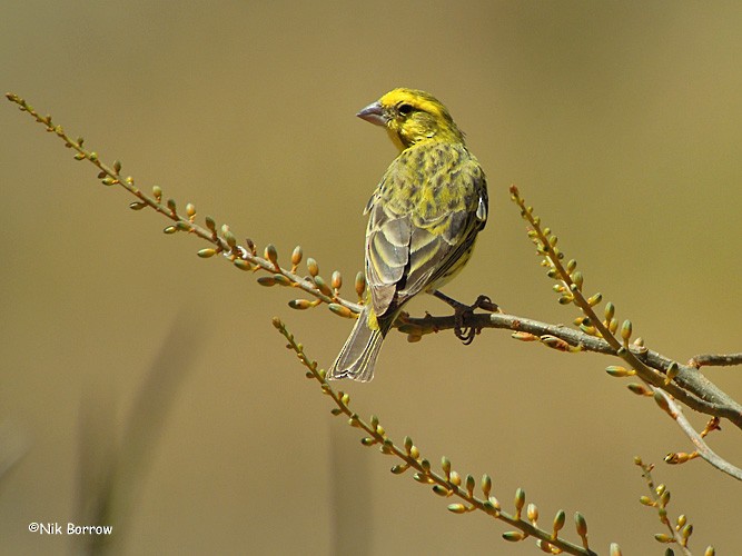 White-bellied Canary - ML205479131