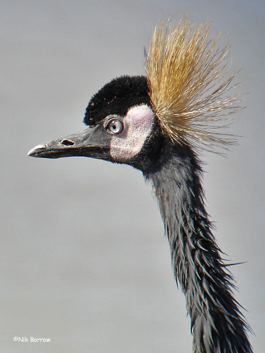 Black Crowned-Crane - Nik Borrow