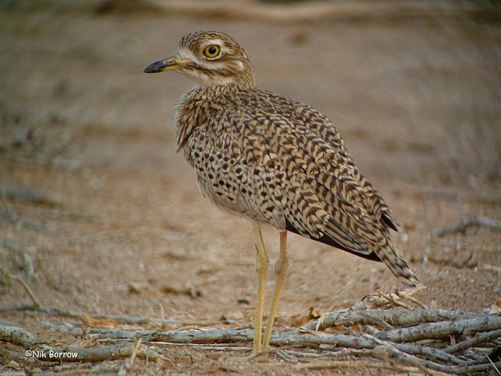 Spotted Thick-knee - ML205479241