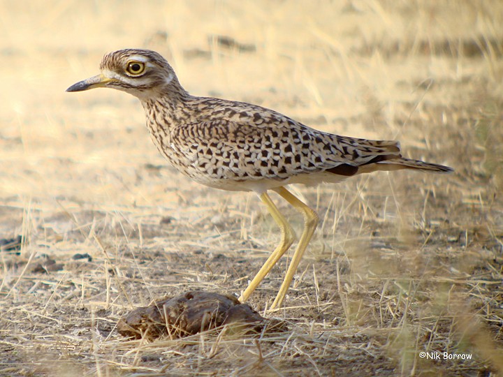 Spotted Thick-knee - ML205479251