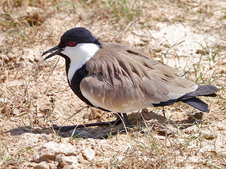 Spur-winged Lapwing - ML205479291