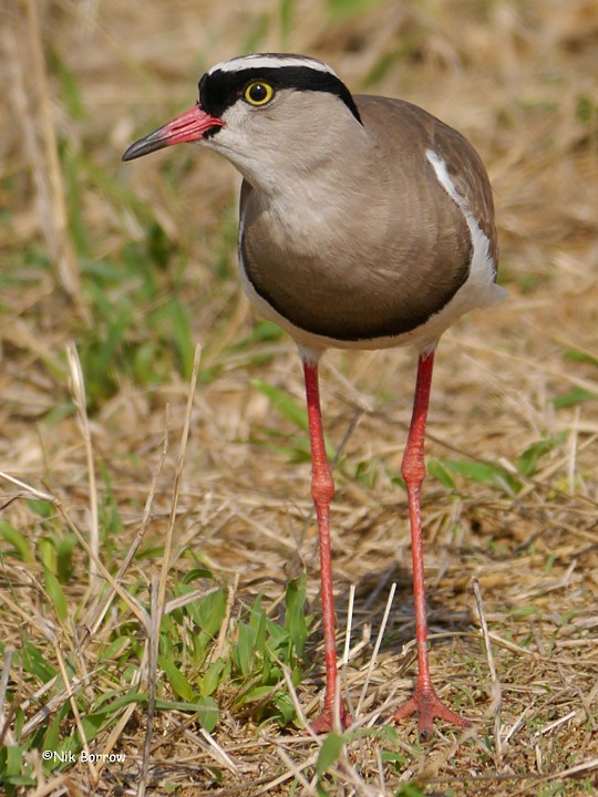 Crowned Lapwing - ML205479321
