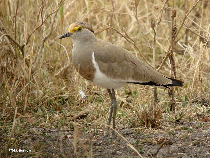 Brown-chested Lapwing - Nik Borrow