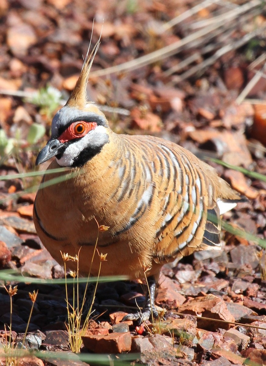 Spinifex Pigeon (Rufous-bellied) - ML205479611