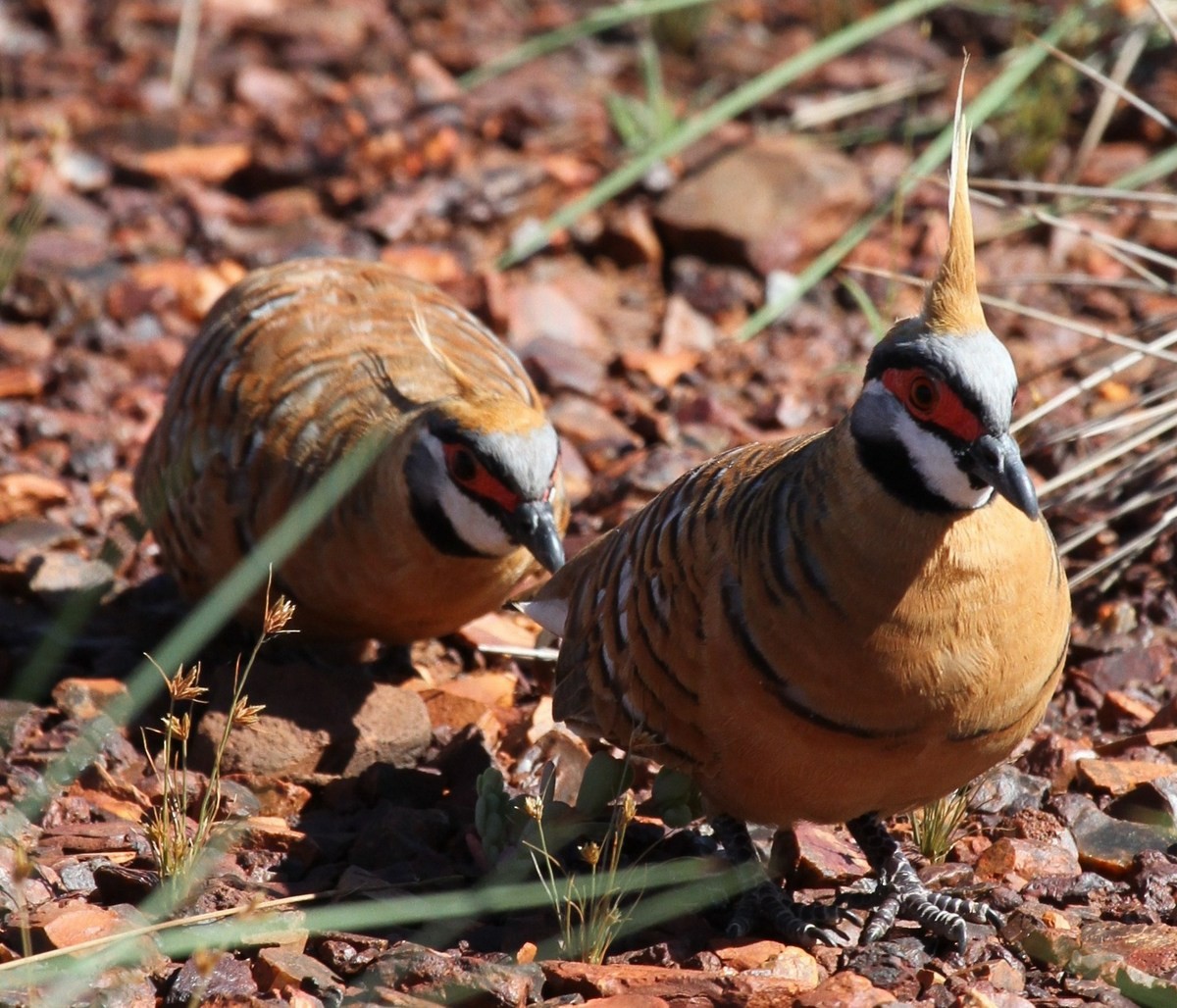 Spinifex Pigeon (Rufous-bellied) - ML205479621