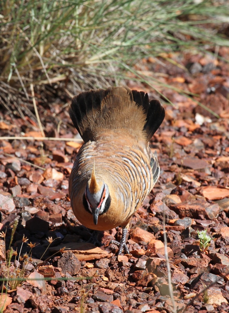 Spinifex Pigeon (Rufous-bellied) - ML205479631