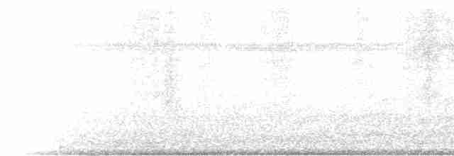 skjellbrystkolibri (cuvierii gr.) - ML205480