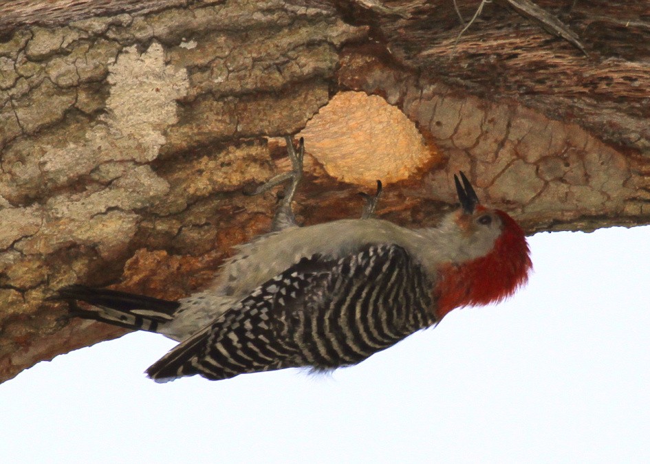 Red-bellied Woodpecker - ML205480151